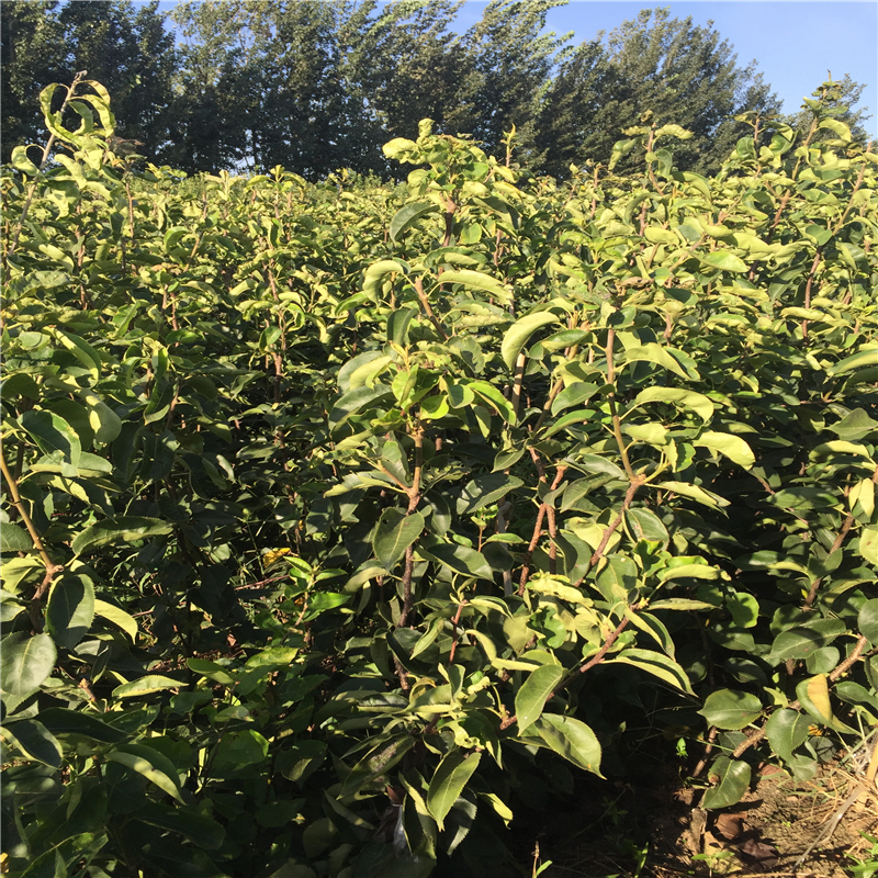 早红考密斯梨树苗种植技术、早红考密斯梨树苗苗出售