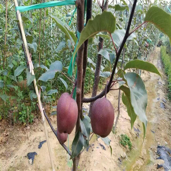 早紅考密斯梨樹苗供應(yīng)價(jià)格、早紅考密斯梨樹苗前景怎么樣