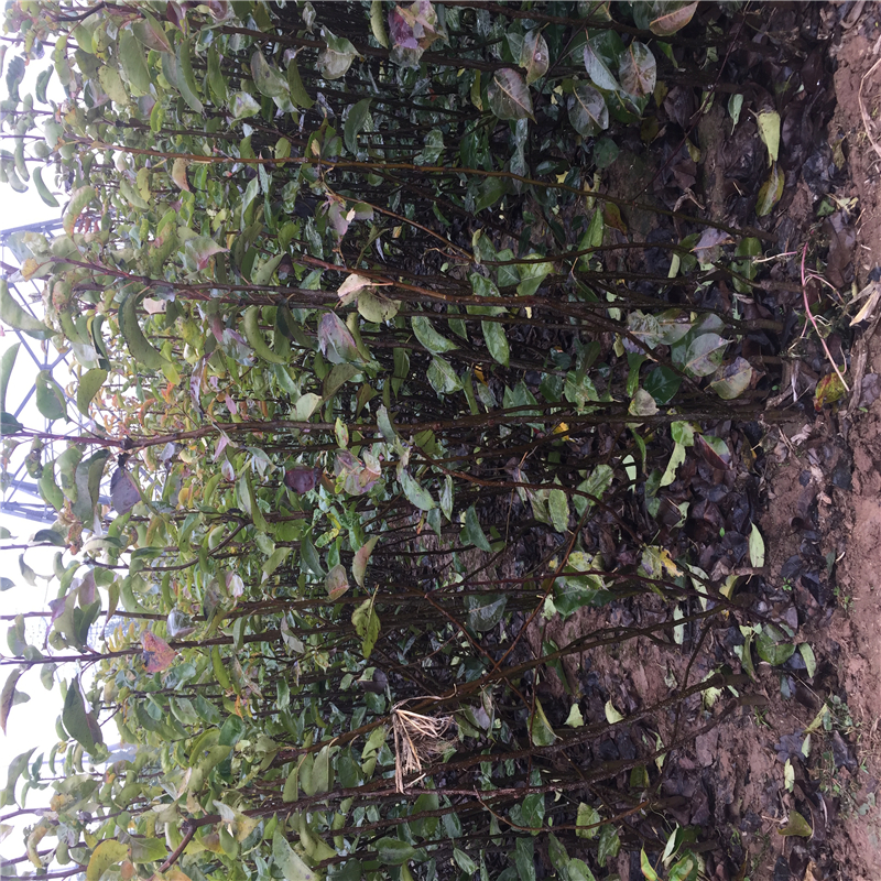 早红考密斯梨树苗主产区、早红考密斯梨树苗品种介绍