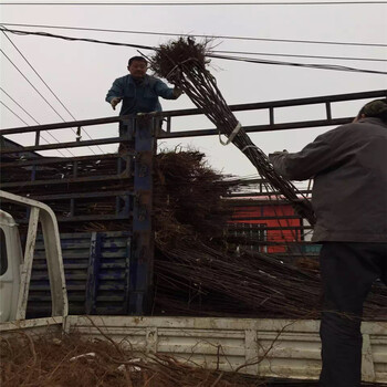 早红考密斯梨树苗主产区、早红考密斯梨树苗近期报价