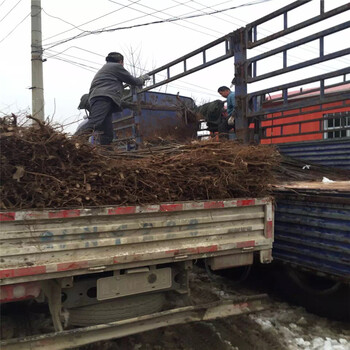 新品種玉露香梨樹苗出售基地玉露香梨樹苗好苗價格
