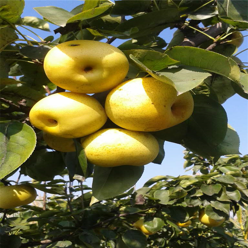 新品种玉露香梨树苗多少钱玉露香梨树苗种植基地