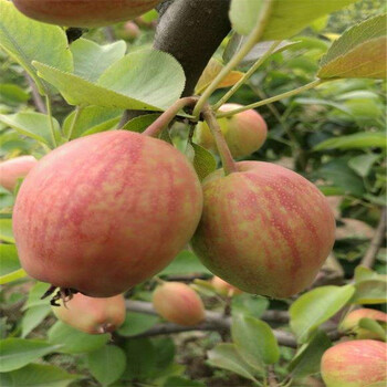 現(xiàn)在柱狀梨樹(shù)苗哪里賣(mài)的便宜柱狀梨樹(shù)苗種植基地