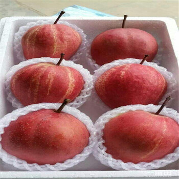 現(xiàn)在柱狀梨樹苗多少錢柱狀梨樹苗市場(chǎng)賣多少錢