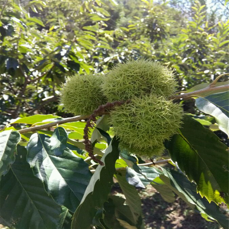 批发兴隆板栗苗兴隆板栗苗出售基地