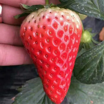 山东京郊小白草莓苗价格及报价、山东京郊小白草莓苗一棵多少钱
