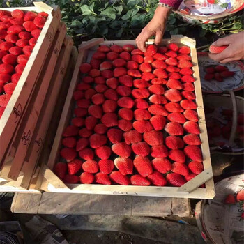 叢林玫瑰葡萄苗近期報(bào)價(jià)、叢林玫瑰葡萄苗種植基地