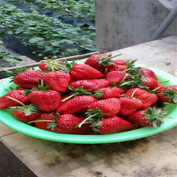 出售隋珠草莓苗、隋珠草莓苗多少钱一棵