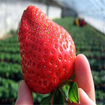 出售奶油草莓苗、出售奶油草莓苗基地哪里有