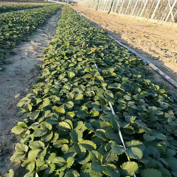 出售蜜雪草莓苗、出售蜜雪草莓苗种植基地