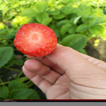 哪里有卖草莓苗、草莓苗出售价格