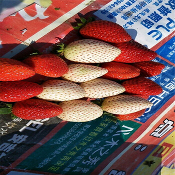 甜宝草莓苗出售、甜宝草莓苗出售价钱