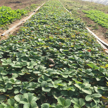 山东京郊小白草莓苗基地、山东京郊小白草莓苗销售价格