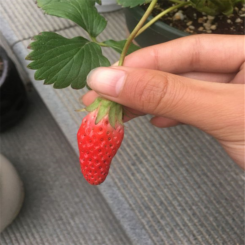 新品种达赛克莱特草莓苗基地、达赛克莱特草莓苗多少钱一棵