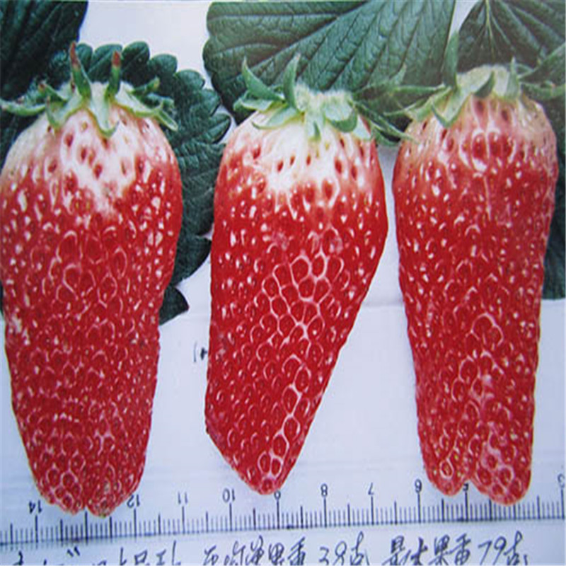 新品种草莓苗、草莓苗什么时候种好