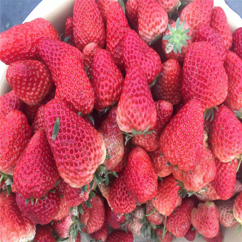 2019年红颜草莓苗哪里便宜、2019年红颜草莓苗批发价位