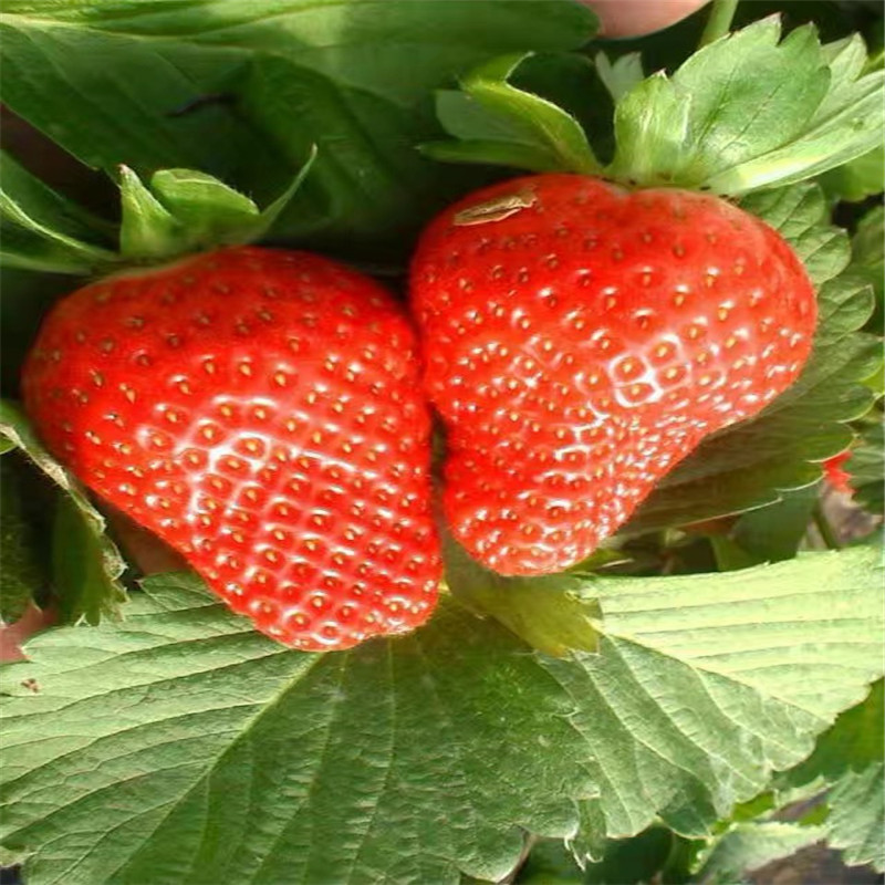 批发美十三草莓苗出售基地、批发美十三草莓苗多少钱一棵