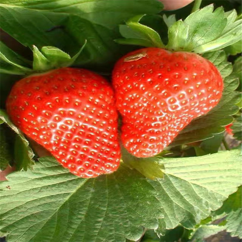 山東美德萊特草莓苗什么價格、美德萊特草莓苗產量多少