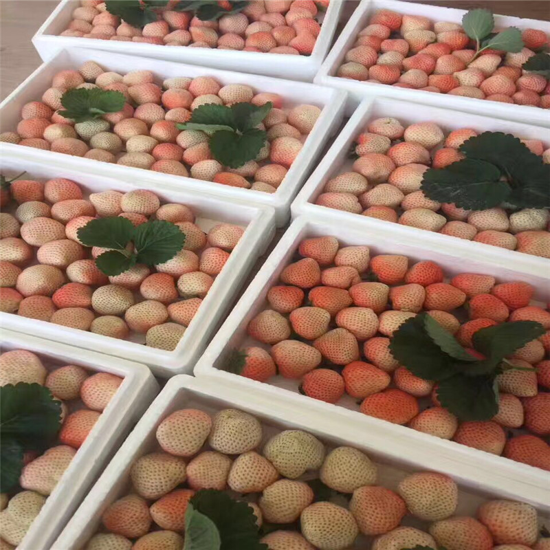 2019年莓宝草莓苗产地哪里有、2019年霉宝草莓苗产量多少