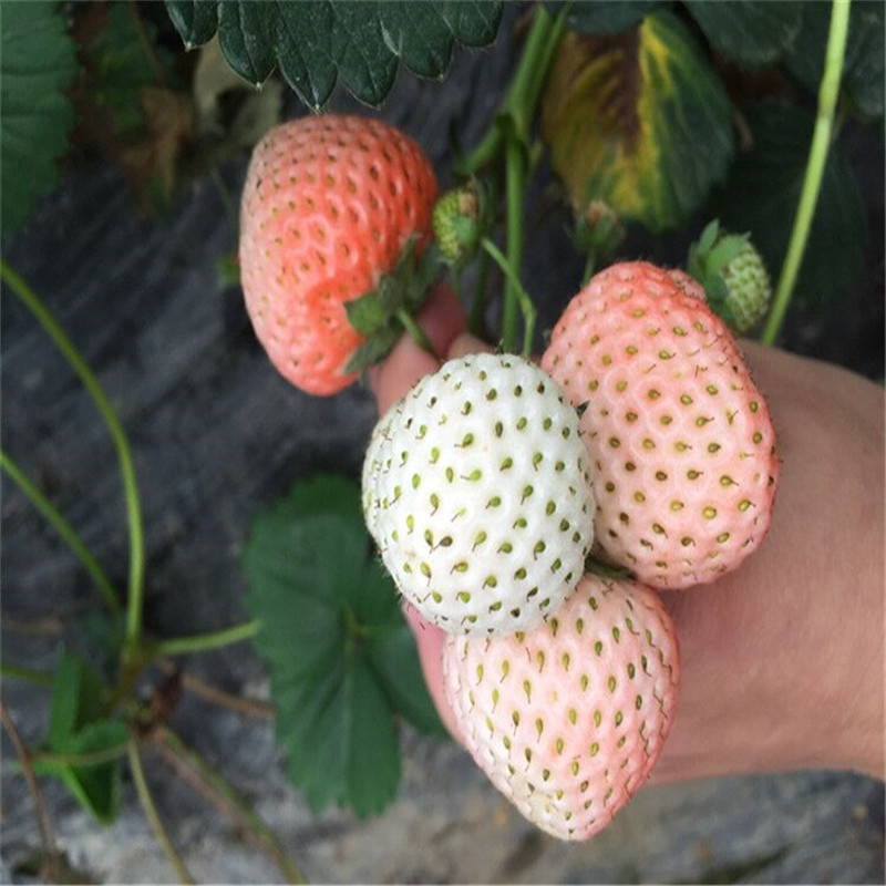 妙香草莓苗批发出售、妙香草莓苗批发基地