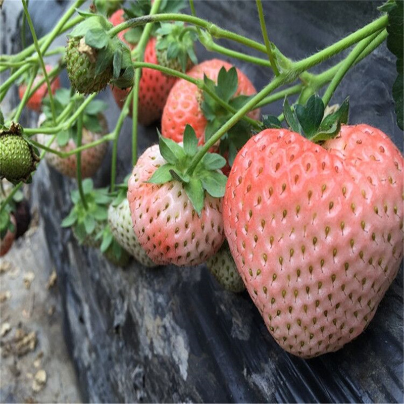 新品种太空草莓苗、太空草莓苗批发出售