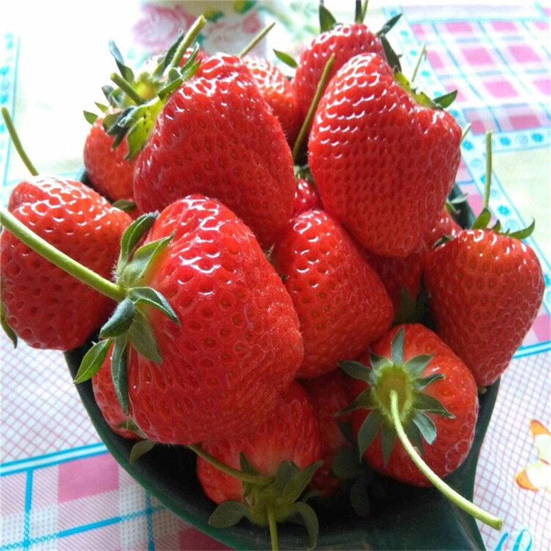 甜宝草莓苗出售、甜宝草莓苗出售价钱
