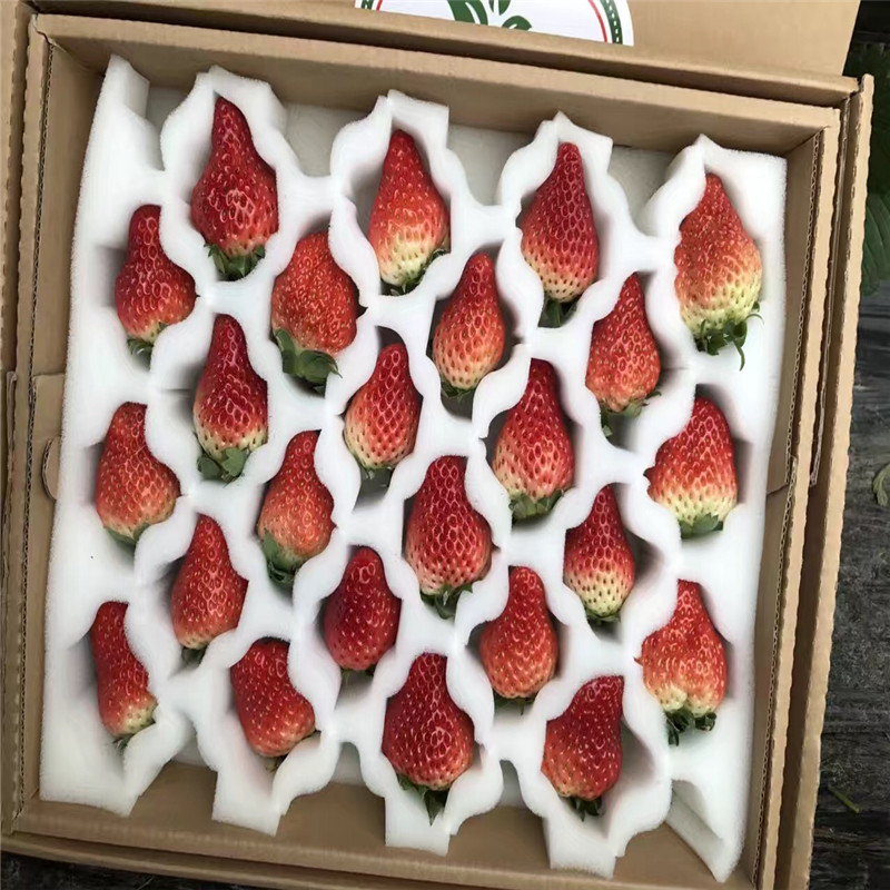 2019年红颜草莓苗多少钱一棵、2019年红颜草莓苗批发价位