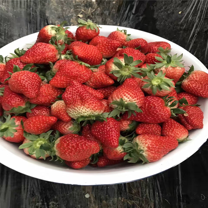 山东京郊小白草莓苗价格及报价、山东京郊小白草莓苗一棵多少钱