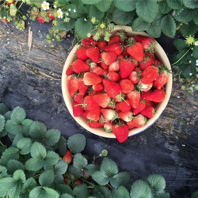 菠萝蜜草莓苗、菠萝蜜草莓苗产量多少