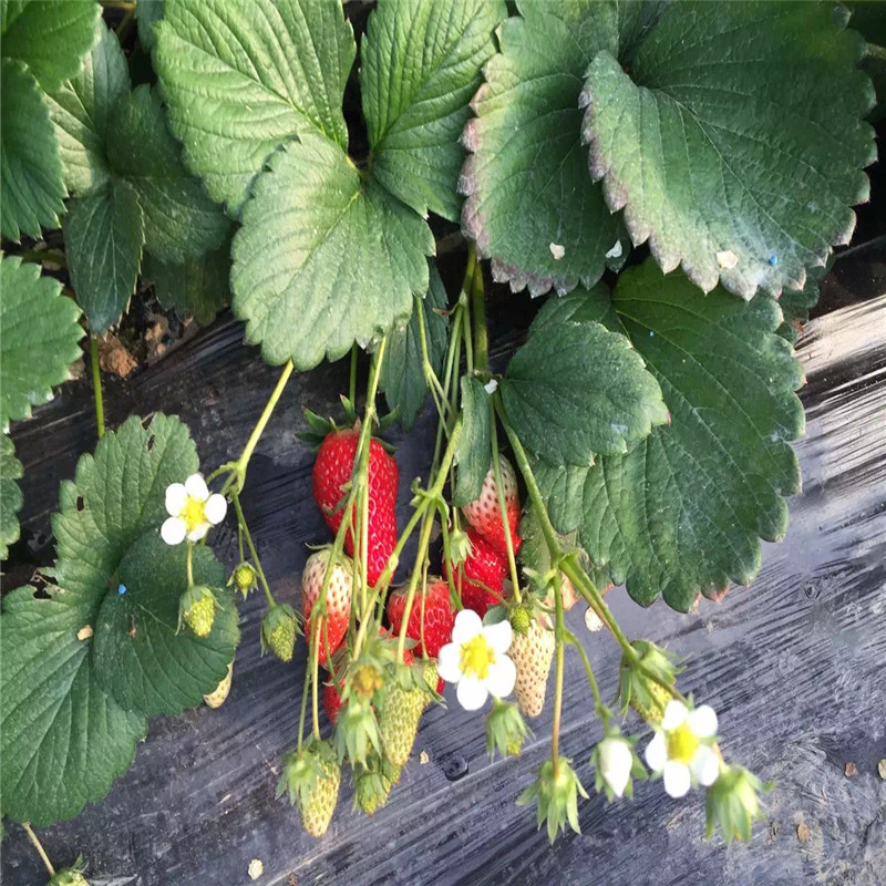 2019年草莓苗、草莓苗批发基地