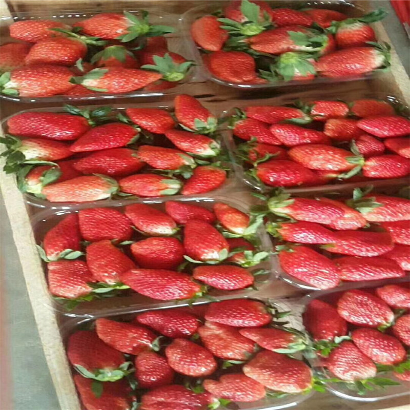 新品种牛奶草莓苗价格及报价、牛奶草莓苗批发价格