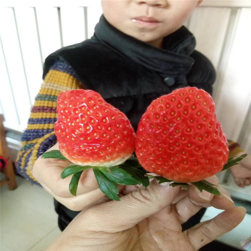 2019年桃熏草莓苗、2019年桃熏草莓苗种植基地
