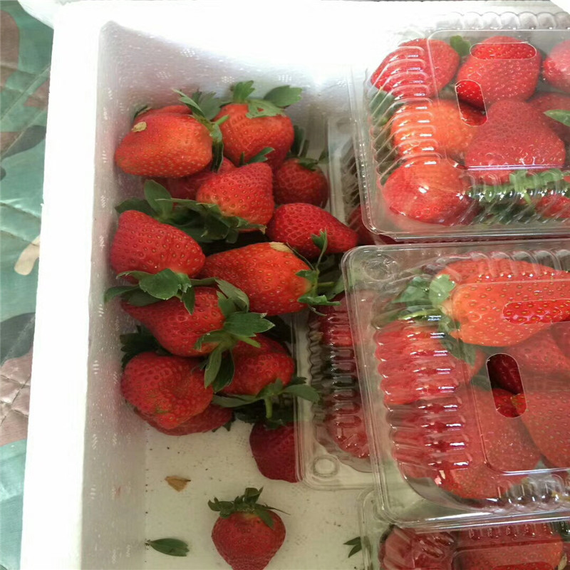 2019年红颜草莓苗哪里便宜、2019年红颜草莓苗批发价位