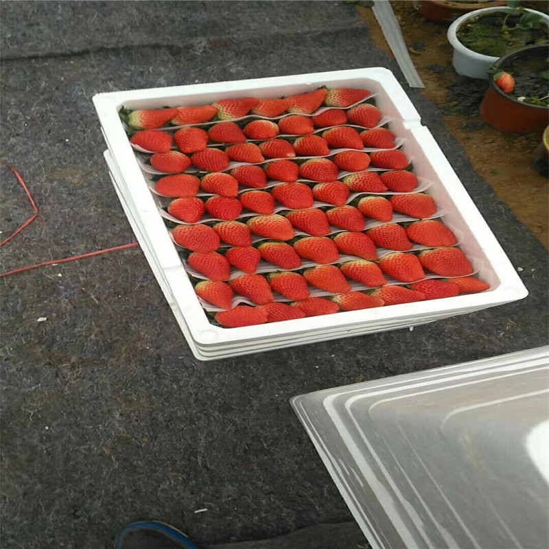新品种隋珠草莓苗、隋珠草莓苗价格多少
