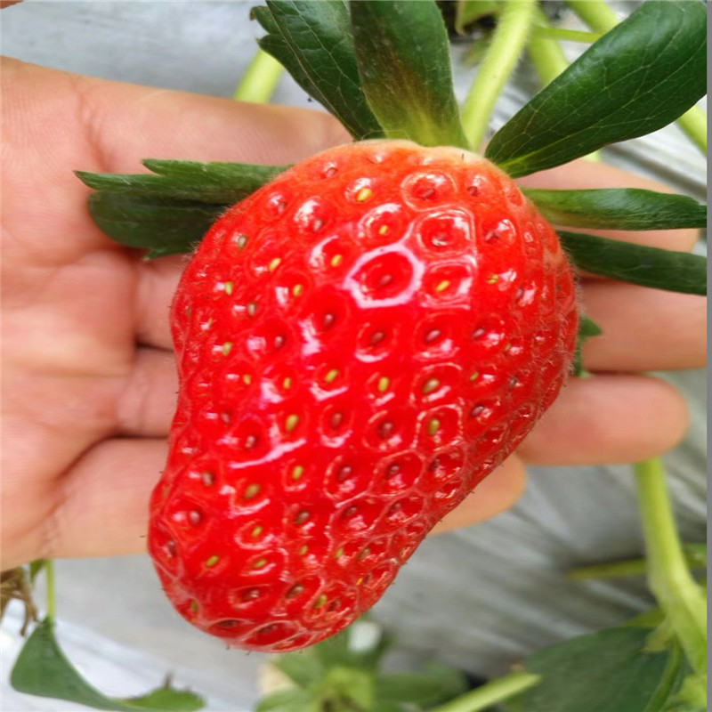 津美22号草莓苗、津美22号草莓苗一棵多少钱
