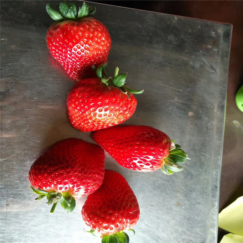 2019年红颜草莓苗产地哪里有、2019年红颜草莓苗一棵多少钱