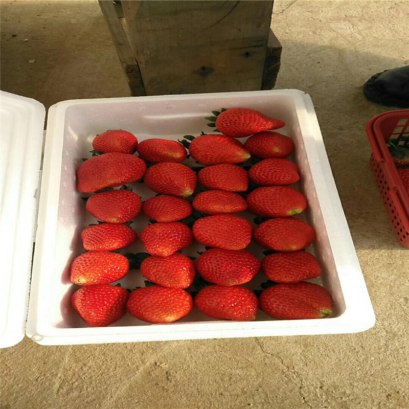 新品种隋珠草莓苗、隋珠草莓苗价格多少