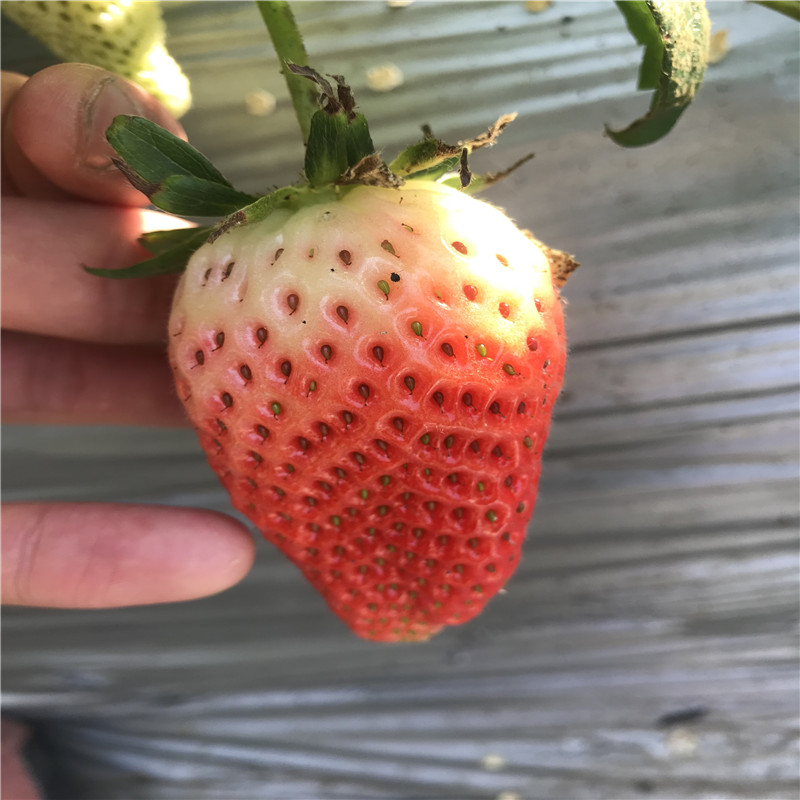 2019年草莓苗、草莓苗批发基地