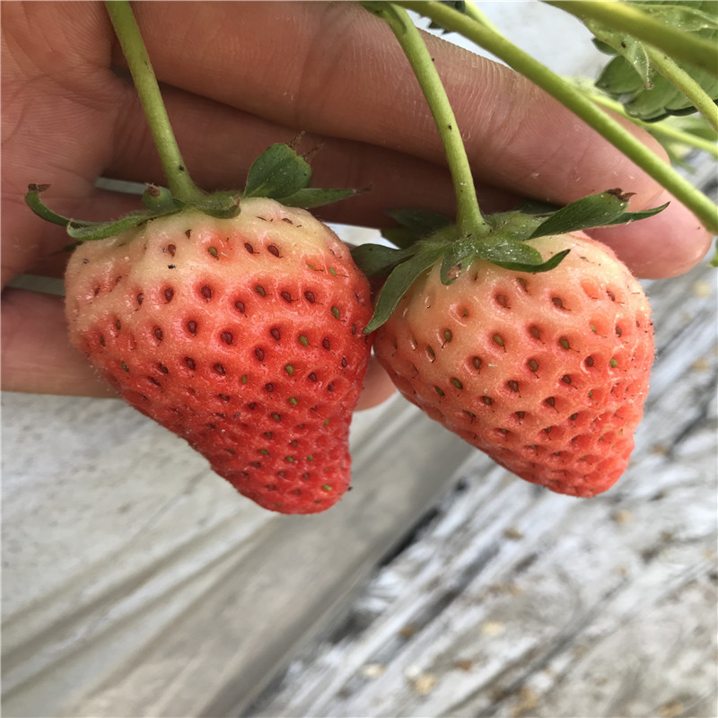 2019年奶油草莓苗、2019年奶油草莓苗出售基地