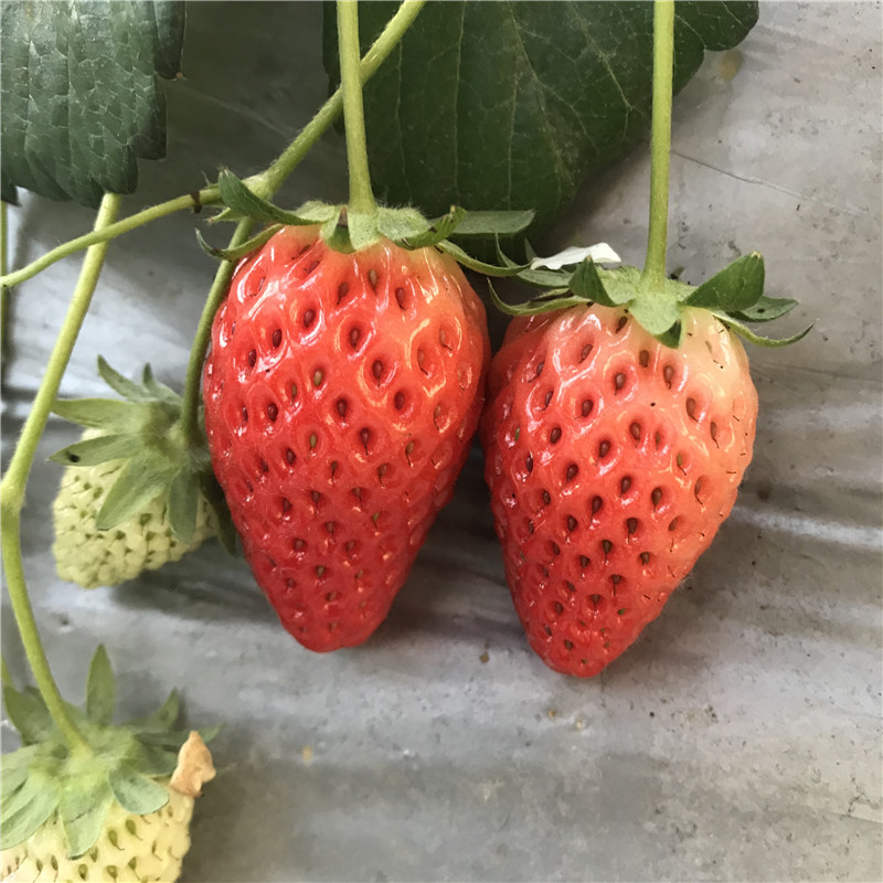 2019年奥巴草莓苗、奥巴草莓苗哪里便宜