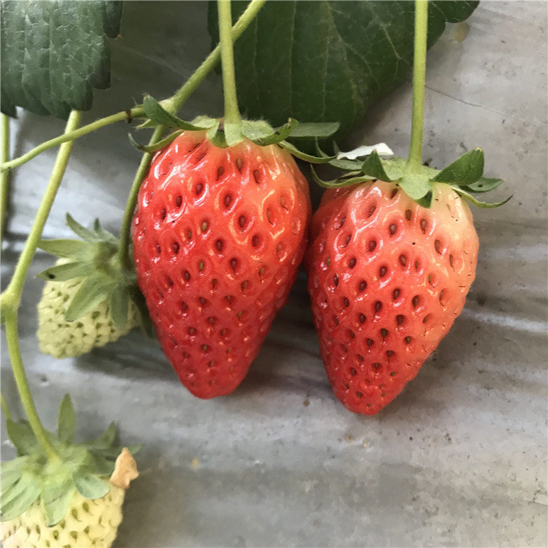 新品种星都1号草莓苗、星都1号草莓苗2019新报价