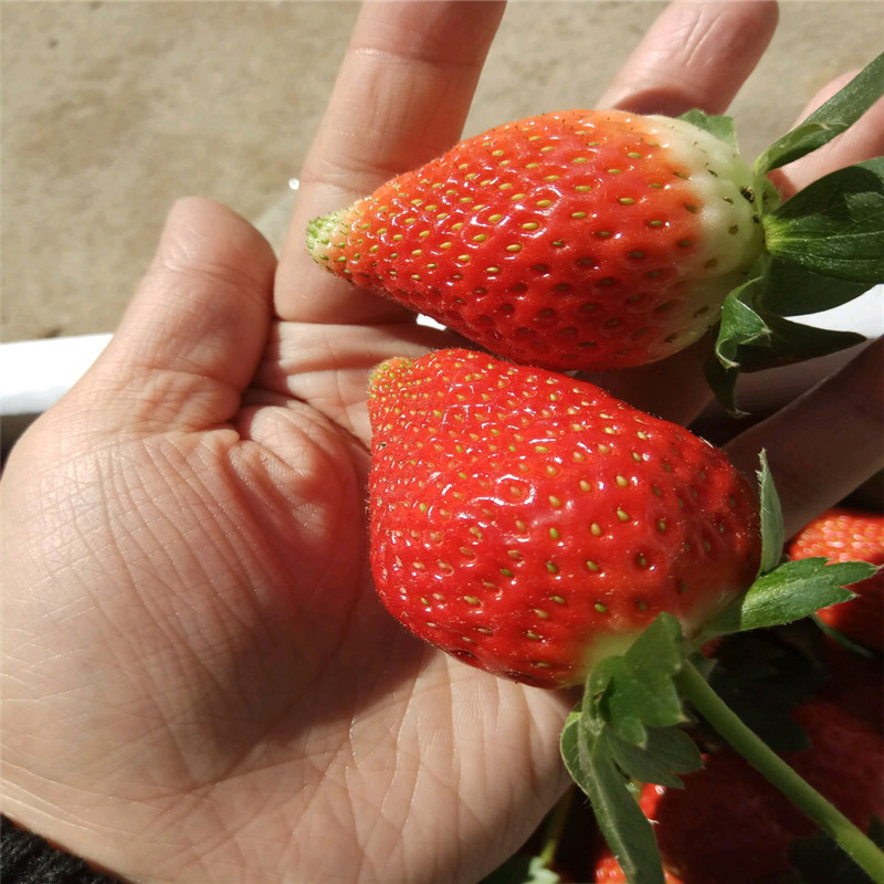 山东甜查理草莓苗、甜查理草莓苗一棵多少钱