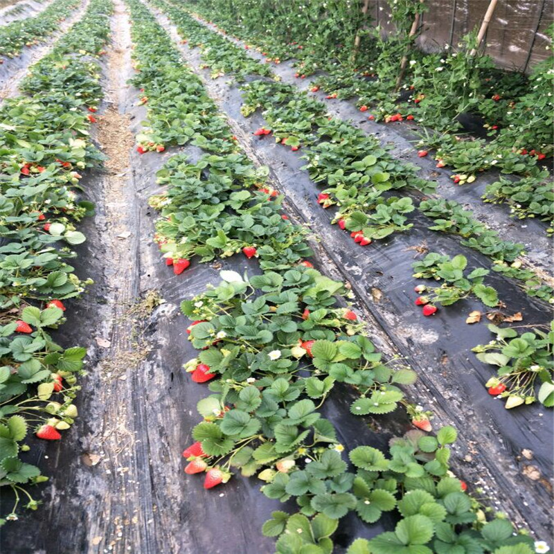 出售辛香草莓苗、出售辛香草莓苗多少钱一棵