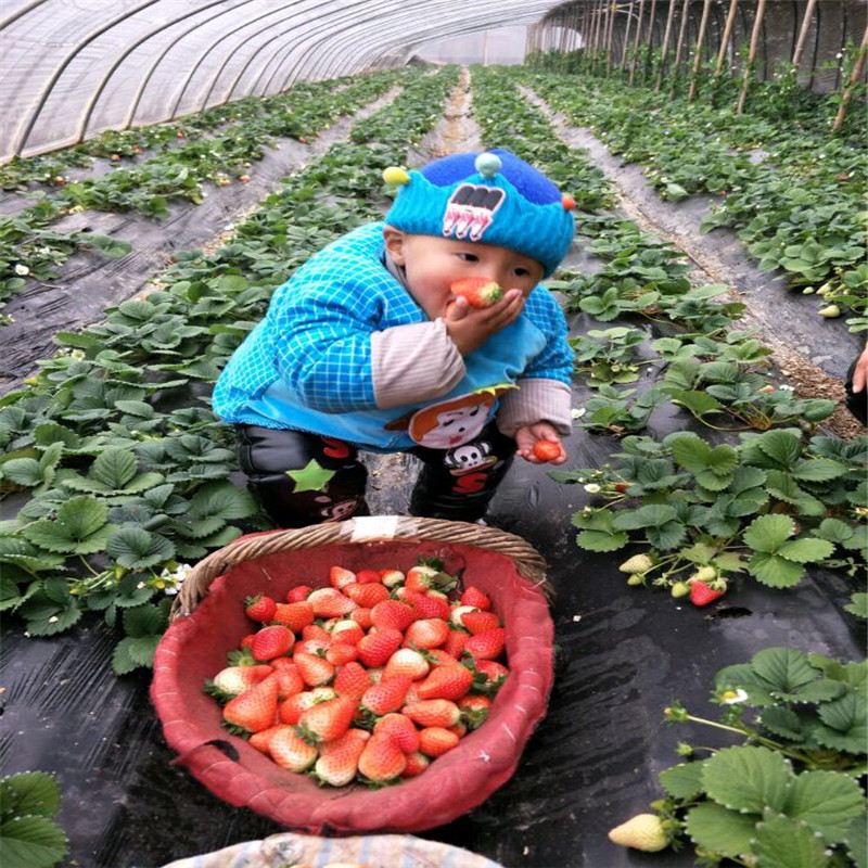 批发美十三草莓苗出售基地、批发美十三草莓苗多少钱一棵