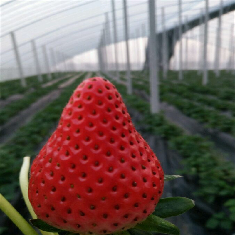 妙香草莓苗批发出售、妙香草莓苗批发基地