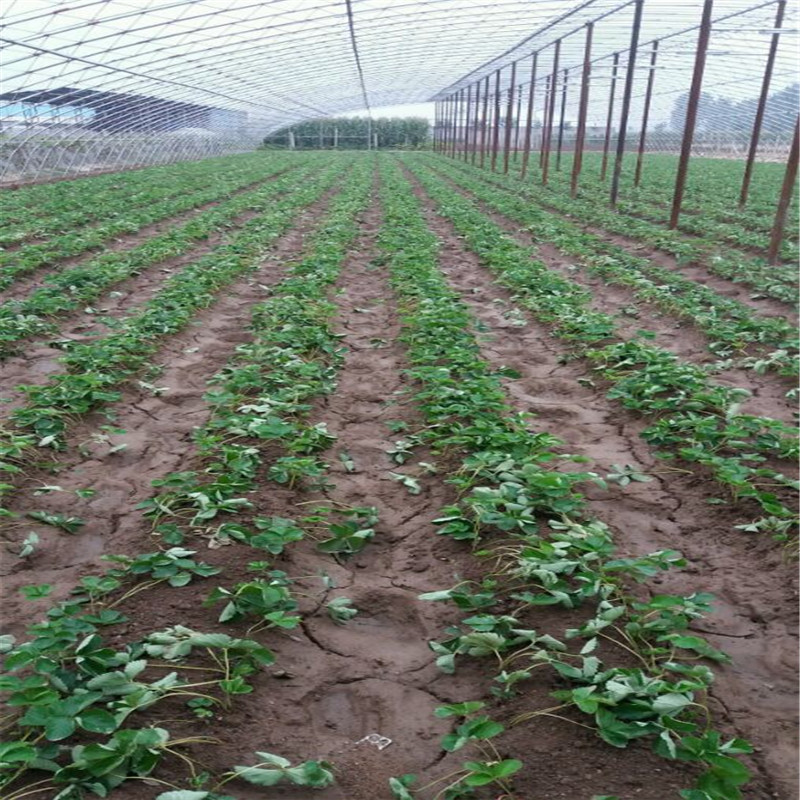 新品种太空草莓苗、太空草莓苗批发出售