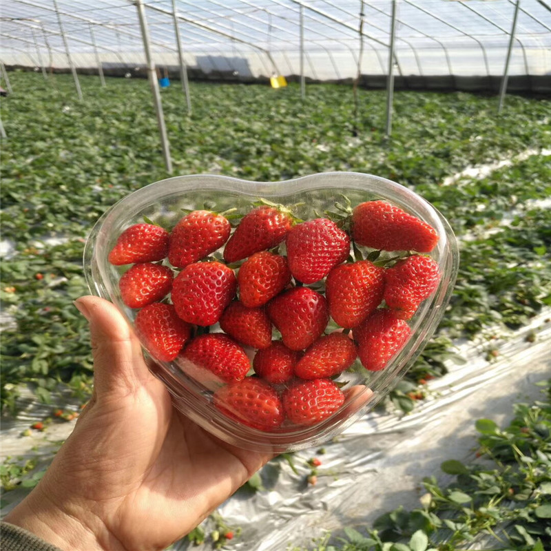 出售桃熏草莓苗、出售桃熏草莓苗种植基地