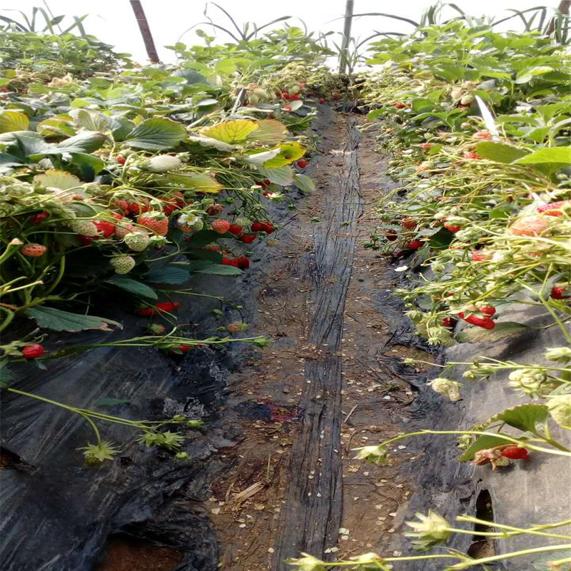 2019年红颜草莓苗多少钱一棵、2019年红颜草莓苗批发价位