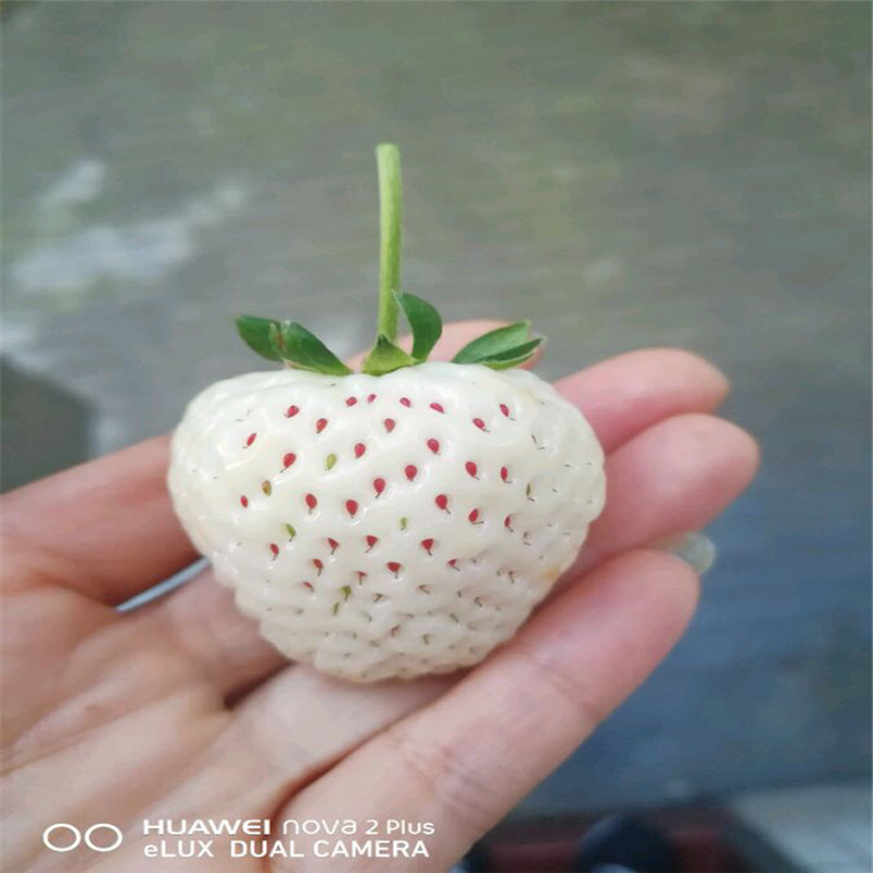 2019年红颜草莓苗产地哪里有、2019年红颜草莓苗一棵多少钱