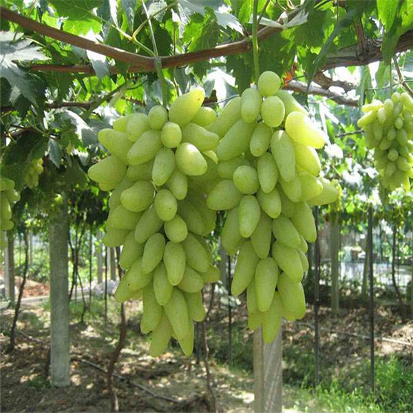 盆栽吐鲁番葡萄苗多少钱一棵